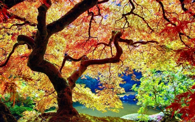 枫树唯美意境图片