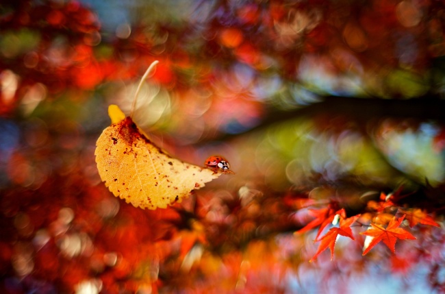 ‘~秋天落叶桌面桌面高清背景  ~’ 的图片