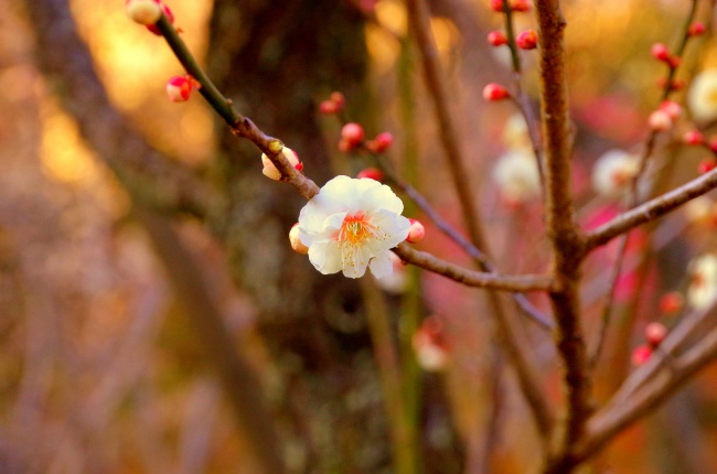 李树花开唯美图片