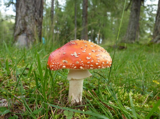 伞状红蘑菇图片