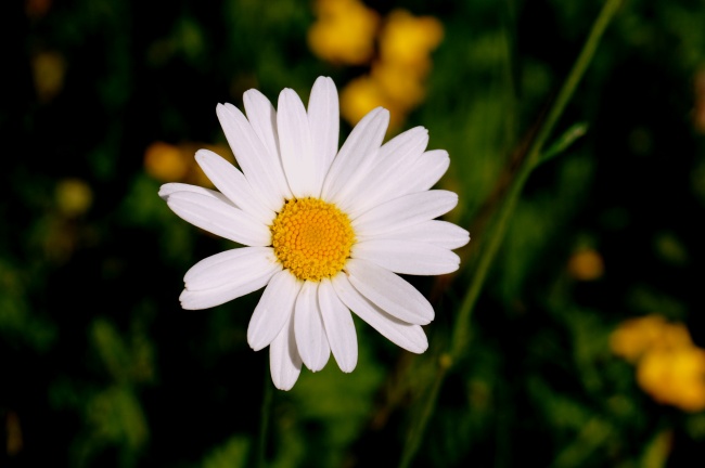 一朵白色雏菊花图片