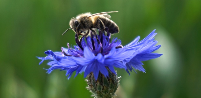 矢车菊和蜜蜂图片