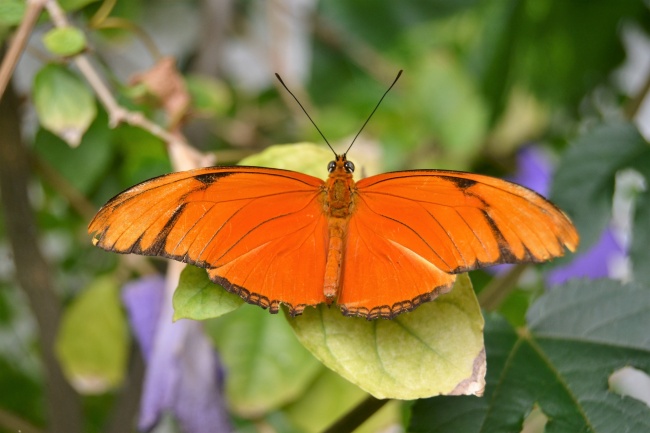 橙色蝴蝶图片