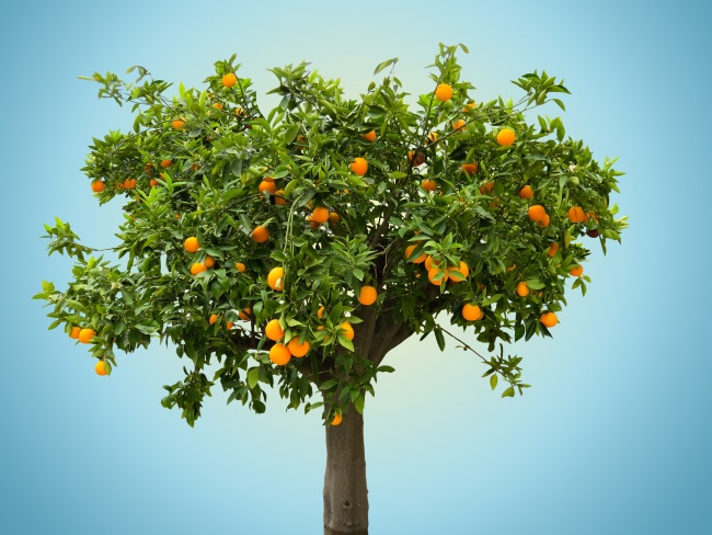 ‘~一颗橙子树图片  ~’ 的图片
