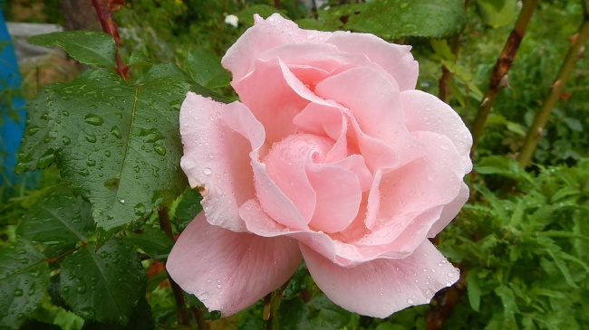 雨后清新玫瑰花图片