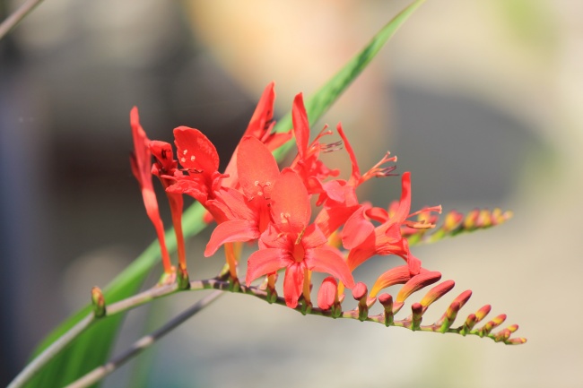 红色鹫尾花图片