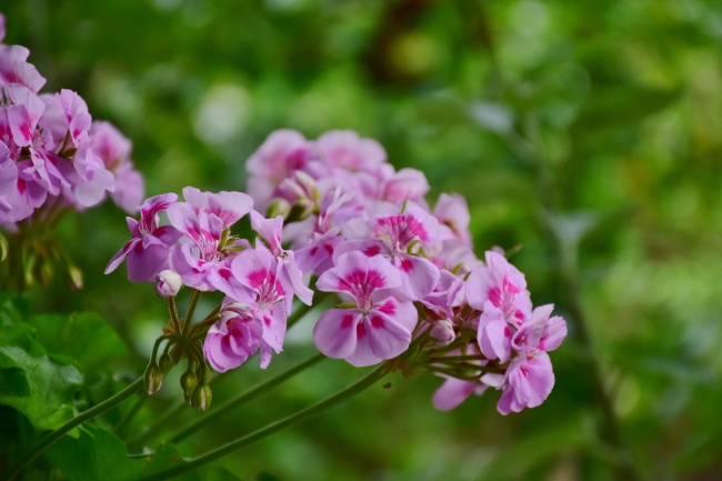 粉红色天竺葵图片