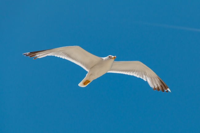 白色海鸥翱翔图片