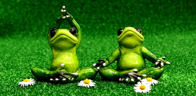 另类青蛙瑜伽图片