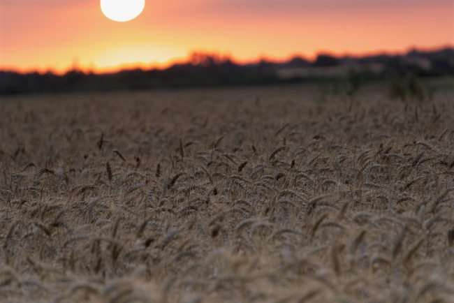 夕阳下小麦图片