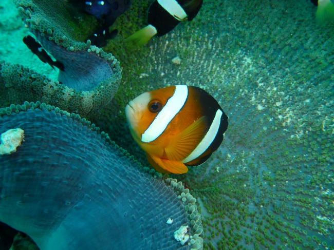 海洋鱼类热带鱼摄影图片