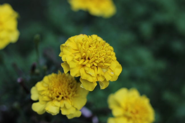 黄色鲜花盛开图片