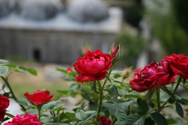 漂亮红色玫瑰花图片
