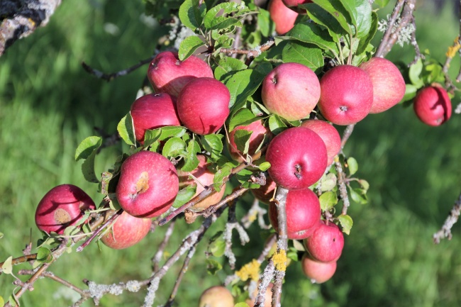 苹果树上鲜红苹果图片