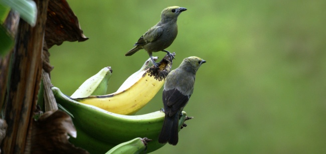 香蕉上的情侣小鸟图片