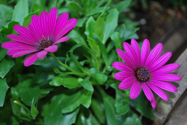 夏季紫色花图片