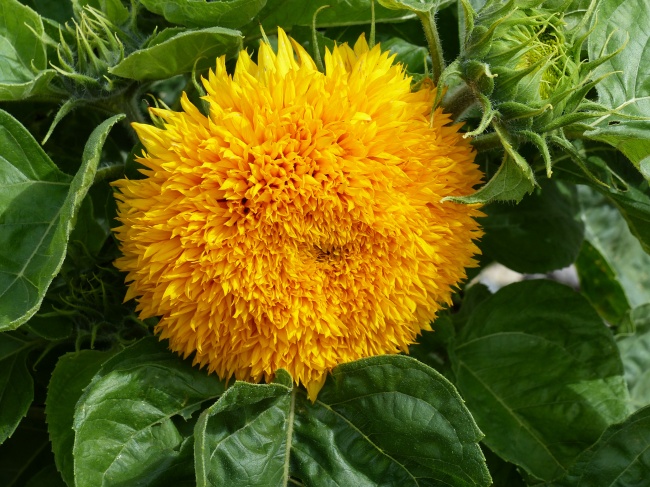 黄色向日葵花朵图片