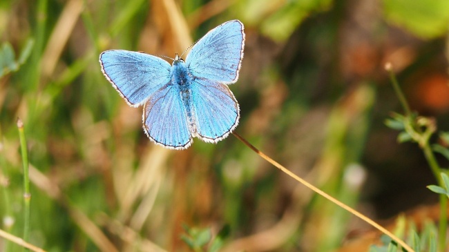 ‘~美丽蓝蝴蝶图片  ~’ 的图片