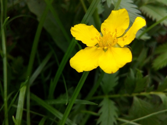 草丛中黄色花朵图片