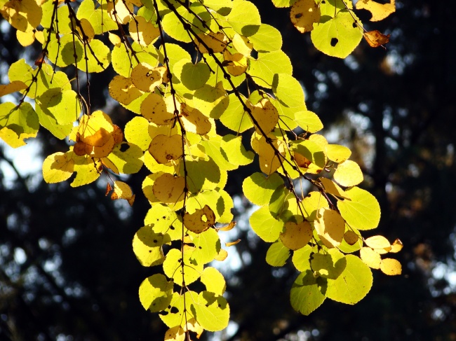 ‘~秋天黄树叶图片  ~’ 的图片