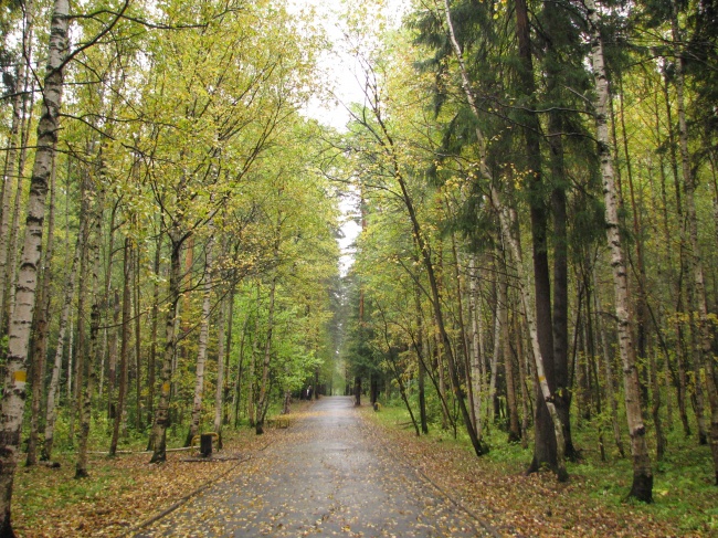 秋季林间小道风景图片