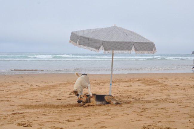 沙滩玩耍狗狗图片
