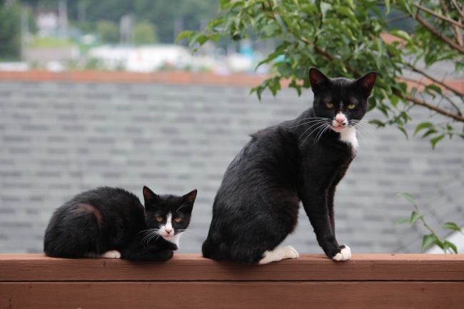 木墙上两只猫咪图片