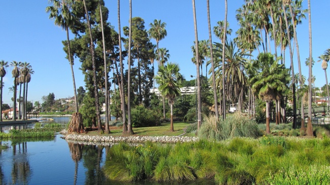 ‘~洛杉矶棕榈树图片  ~’ 的图片
