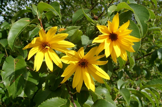 黄色花朵素材图片