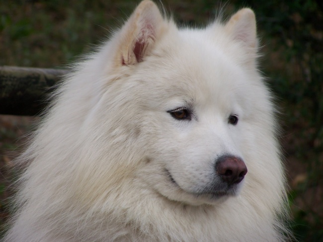 纯白狗狗头像图片