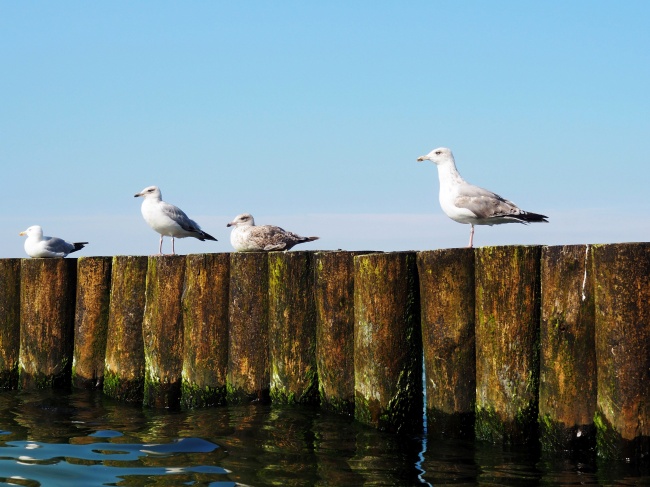 篱笆上休憩的海鸥图片