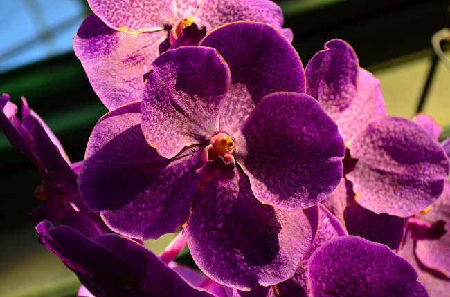 ‘~紫色蝴蝶兰微距摄影图  ~’ 的图片