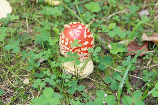 鲜红色毒蘑菇高清图片
