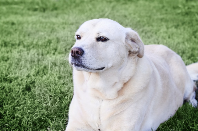 白色拉布拉多狗狗图片