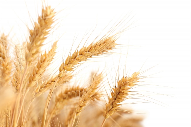 ‘~成熟小麦白色高清背景  ~’ 的图片