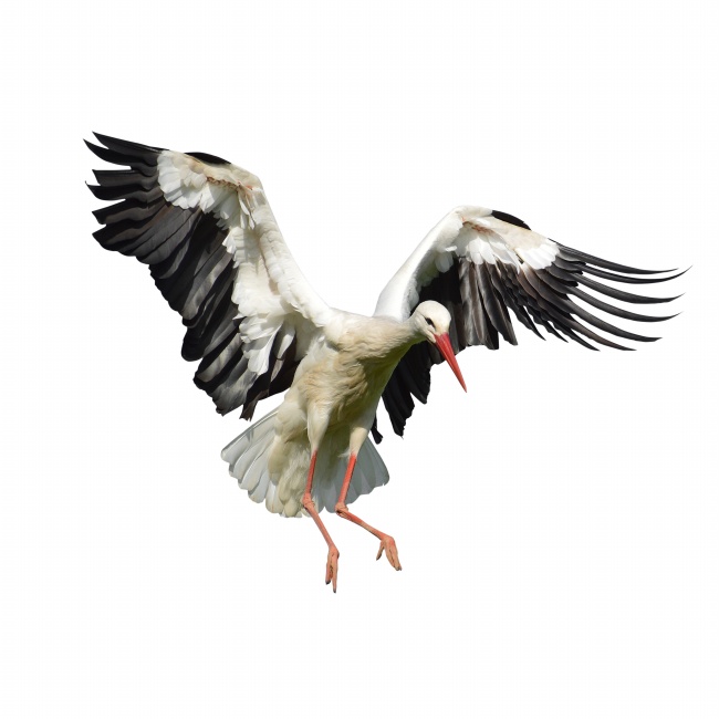 白鹤飞翔图片素材