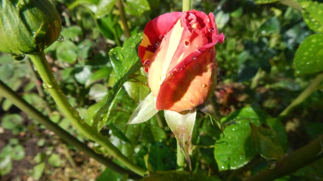 雨后玫瑰花骨朵图片