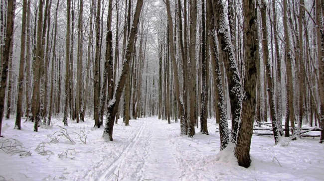 冬天树林图片