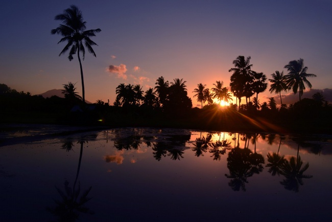 ‘~清晨日出唯美椰树风景图片  ~’ 的图片