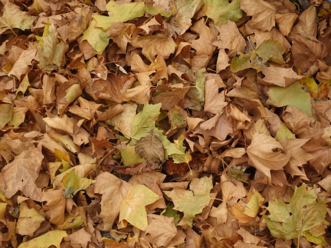 秋季干枯树叶图片