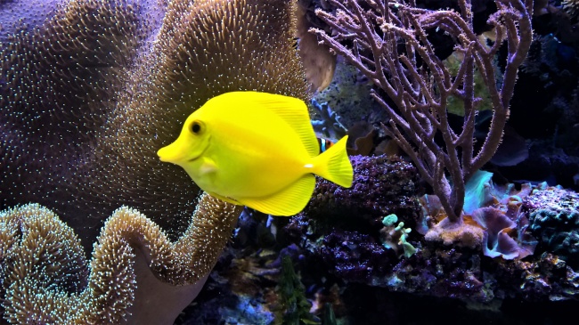 海底美丽小黄鱼图片