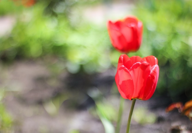 红色郁金香花朵图片素材