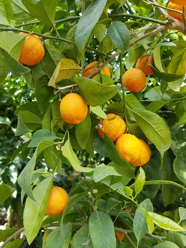 橘子树高清图片下载