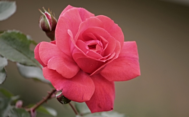 高清唯美玫瑰花图片