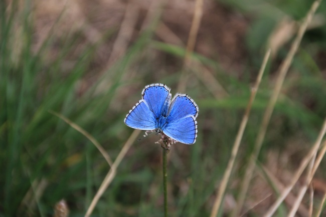 ‘~漂亮蓝色蝴蝶图片  ~’ 的图片