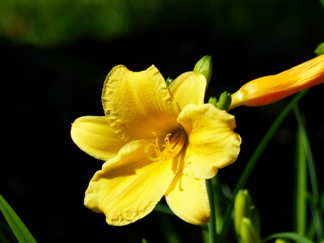 黄色百合花盛开图片