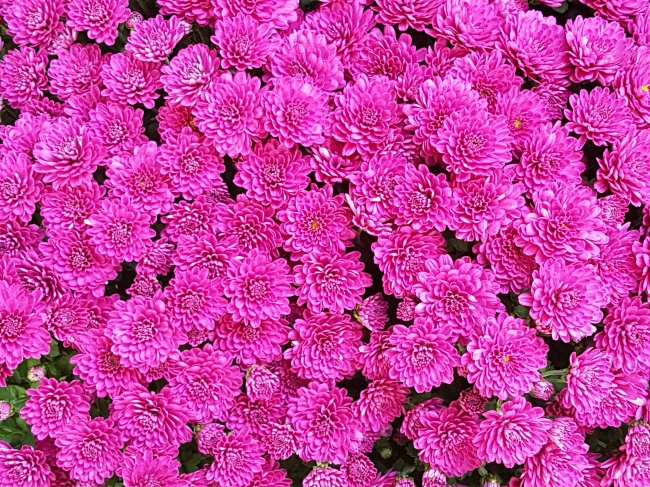 粉色花朵壁纸图片