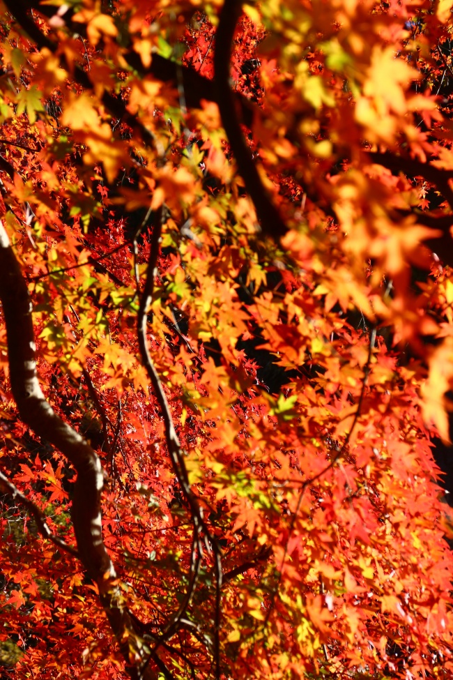 ‘~秋季红树叶图片  ~’ 的图片