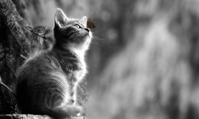 ‘~仰望的宠物猫黑白图片  ~’ 的图片