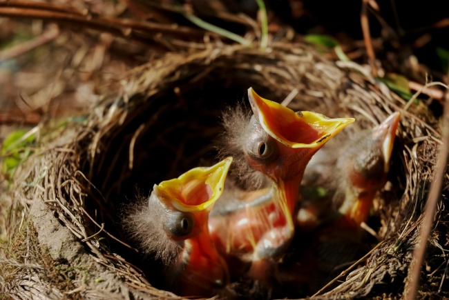 鸟巢中的幼鸟图片